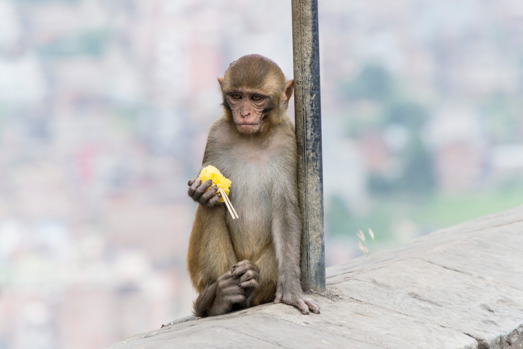 Pashupatinath