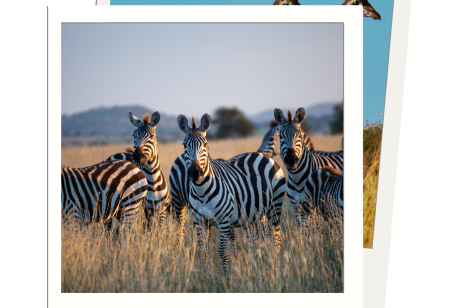 Voyage en Tanzanie Safari en Tanzanie Circuit en Tanzanie Voyage sur mesure en Tanzanie Exploration Tanzanie Expérience immersive Tanzanie Découverte Tanzanie Paysages de Tanzanie Parc national Serengeti Safari Serengeti Réserve naturelle Ngorongoro Kilimandjaro Mont Kilimandjaro trek Ascension Kilimandjaro Faune de Tanzanie Big Five Tanzanie Observation des animaux en Tanzanie Migration des gnous Serengeti Safari photo Tanzanie Faune sauvage Tanzanie Culture Masaï Rencontre avec les Masaï Villages traditionnels Tanzanie Histoire de la Tanzanie Artisanat local Tanzanie Zanzibar, île aux épices Stone Town Zanzibar Plages de Zanzibar Séjour balnéaire Zanzibar Îles paradisiaques Tanzanie Snorkeling Zanzibar Plongée sous-marine Zanzibar Trekking Kilimandjaro Randonnée Tanzanie Exploration cratère Ngorongoro Safari à pied Tanzanie Excursion en bateau Zanzibar Lodges de luxe Tanzanie Hébergement safari Tanzanie Écotourisme Tanzanie Campement safari Tanzanie Voyage sur mesure Voyage en groupe Voyage individuel Circuit aventure Circuit découverte Voyage de noces Voyage en famille Voyage d’affaires Séjour détente Séjour balnéaire Voyage culturel Voyage spirituel Voyage de luxe Séjour tout compris Voyage immersif Séjour court Long séjour Voyage combiné (multi-destinations) Road trip Trekking et randonnée Safari Voyage nature et faune Voyage de plongée Expédition Agence de voyage spécialisée Agence de voyages sur mesure Organisation de voyages Conseiller voyage Expert en voyages Voyage personnalisé Séjour organisé Circuit organisé Planification de voyage Agence de voyages tout compris Création d’itinéraires Organisation de séjours Voyages clés en main