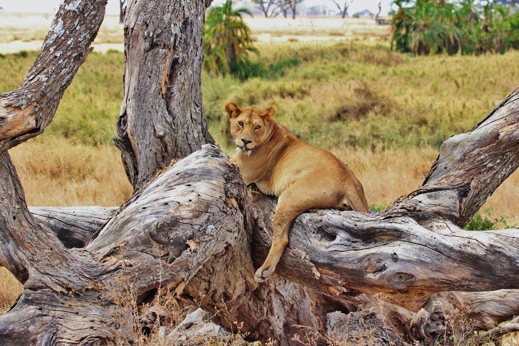Safari Serengeti