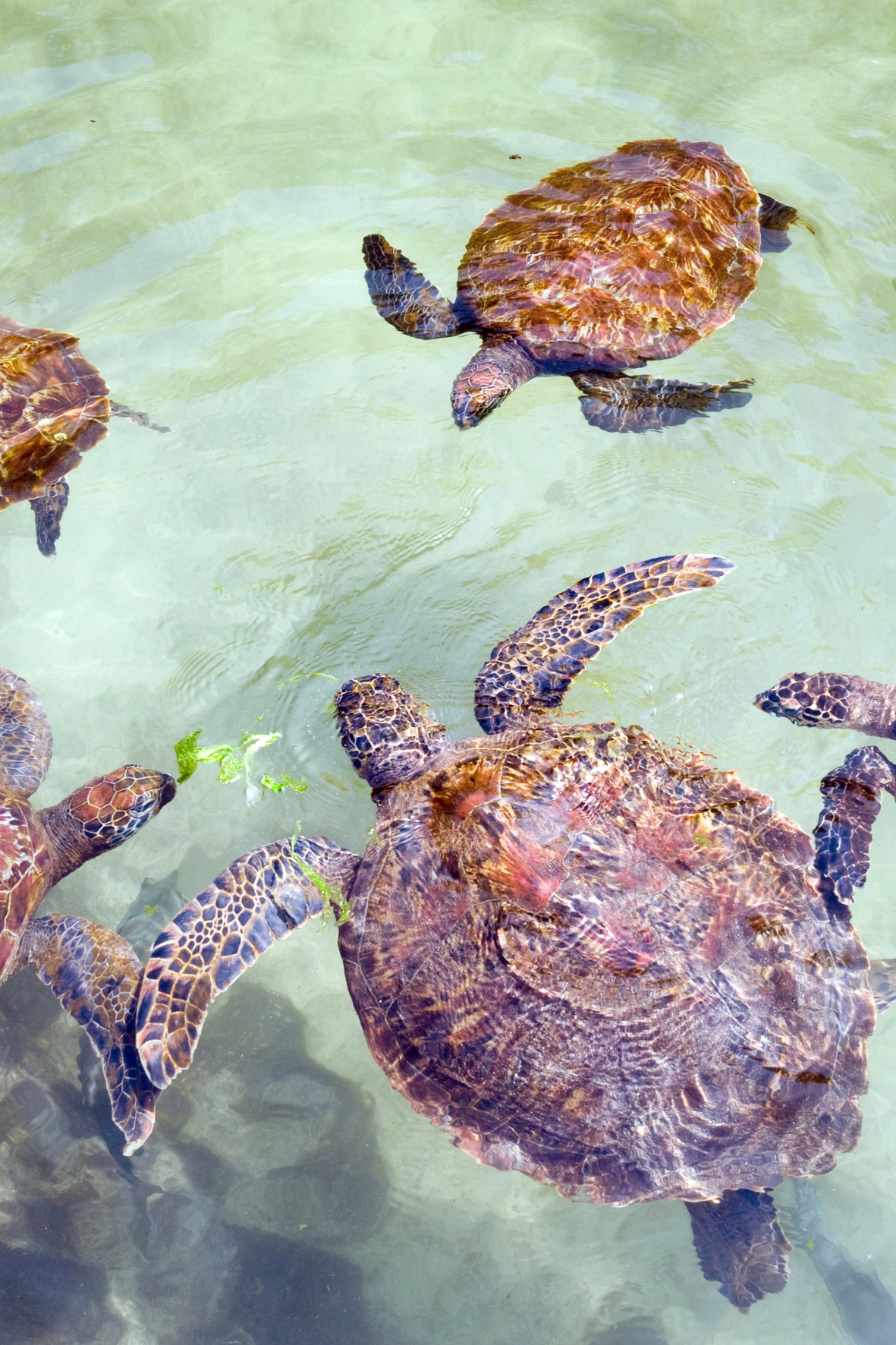 Avec les tortues de Zanzibar