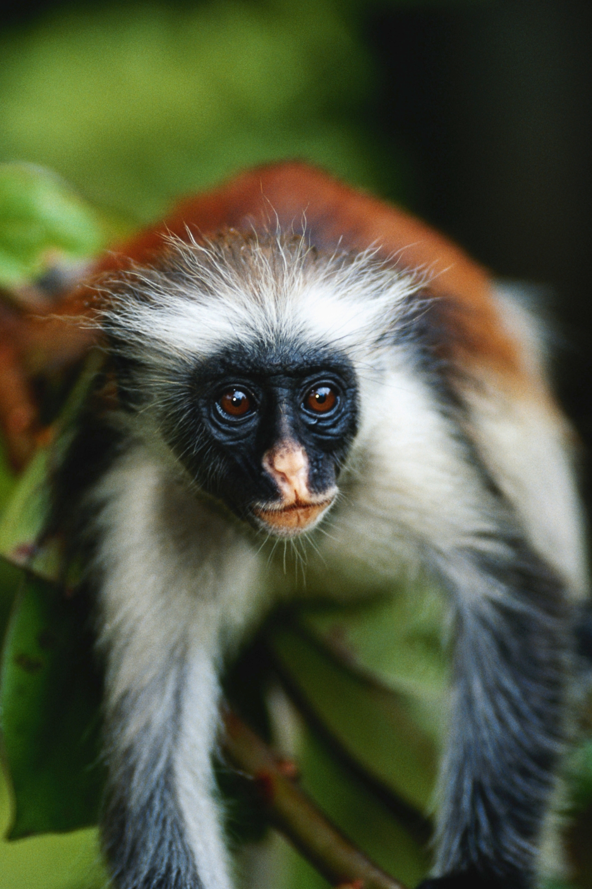Tanzanie