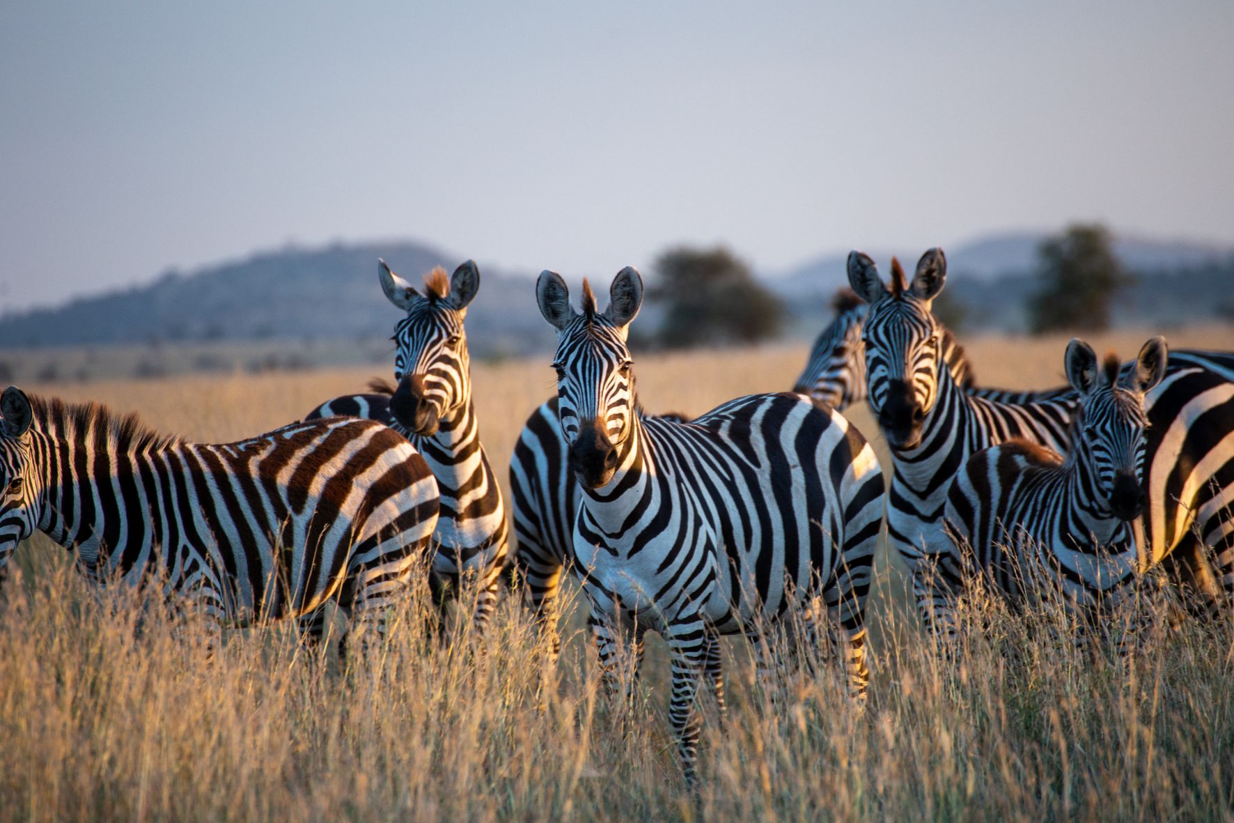 Arusha
