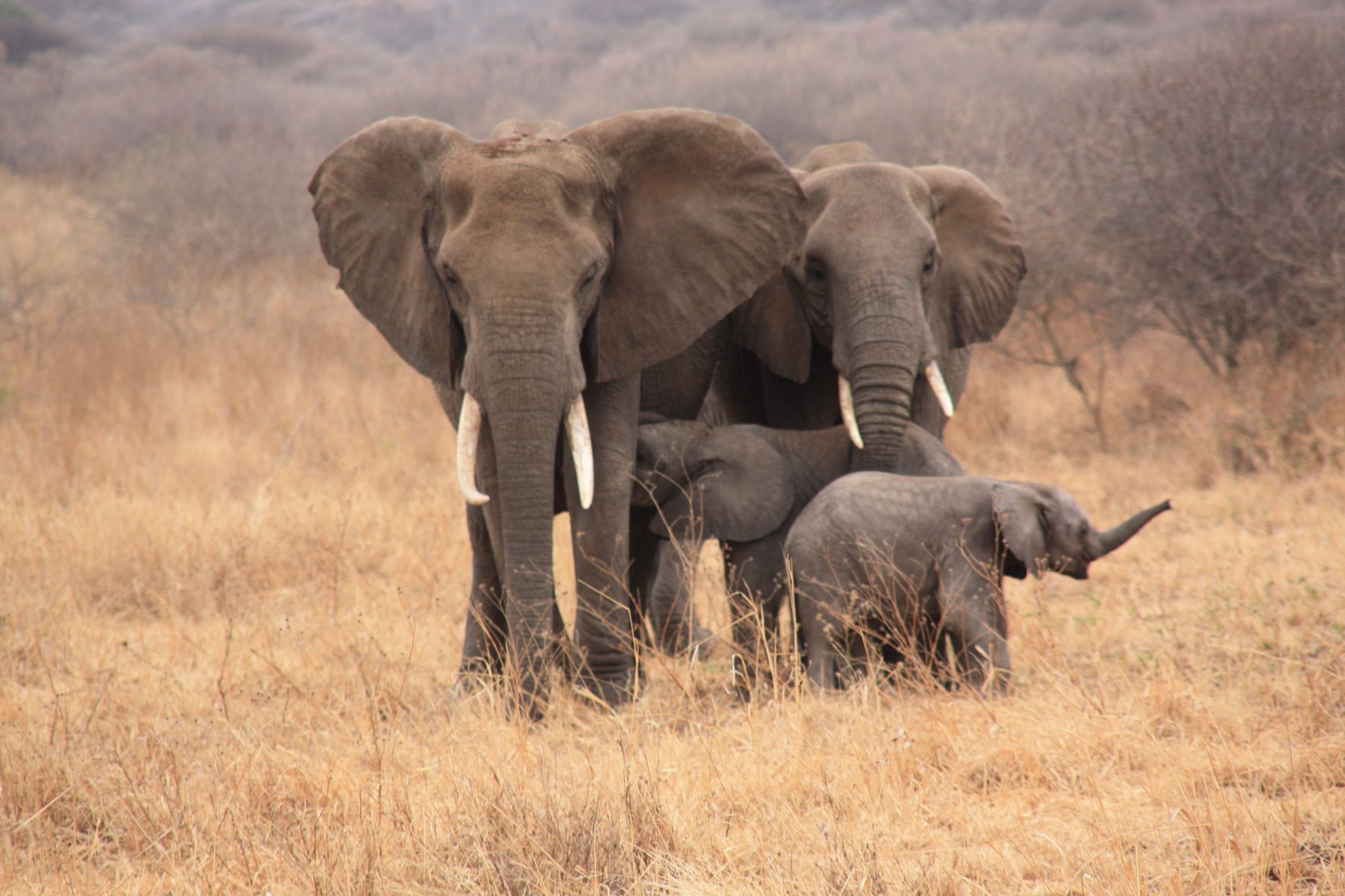 Elephants de Tanzanie