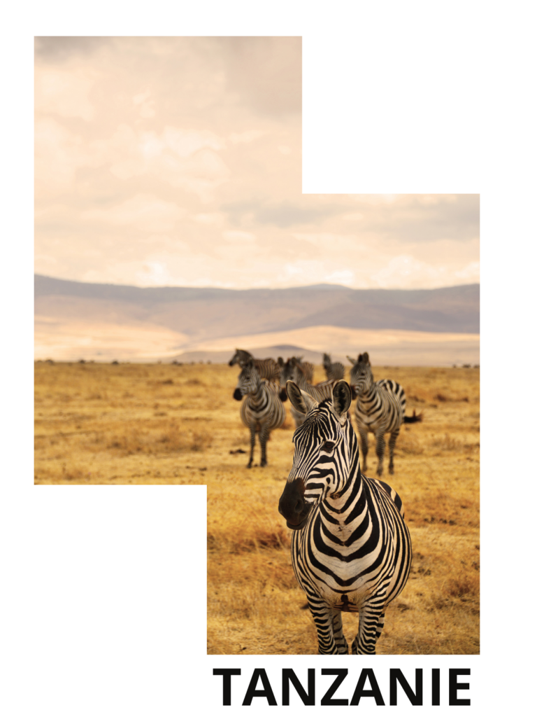 Zèbres dans la savane dorée du cratère du Ngorongoro en Tanzanie, avec un zèbre au premier plan regardant l'objectif et un troupeau en arrière-plan, sous un ciel voilé avec des collines à l'horizon.