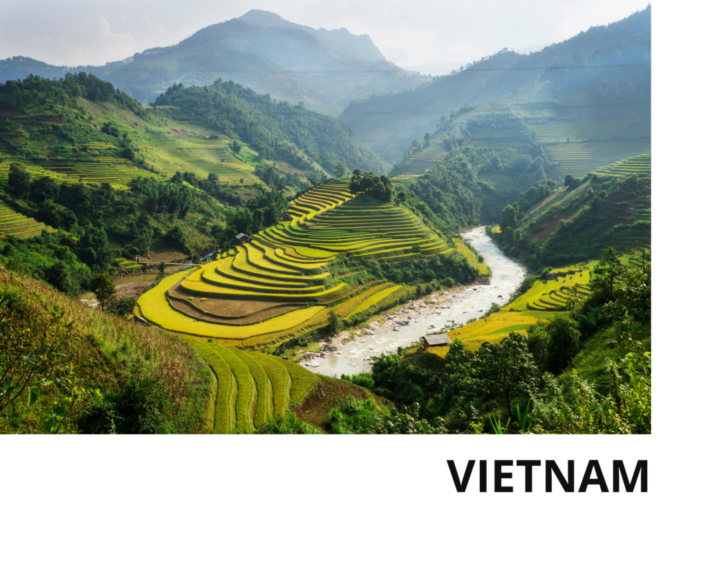 Rizières en terrasses verdoyantes et dorées à flanc de montagne dans la région de Ha Giang au nord du Vietnam, avec une rivière sinueuse traversant la vallée et des collines recouvertes de végétation tropicale dense sous une brume légère.